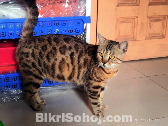 Original Bengal Cat 2 month pregnant